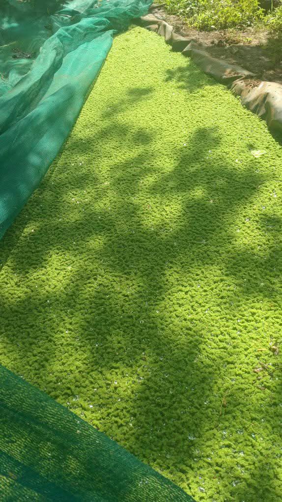 Azolla Farming