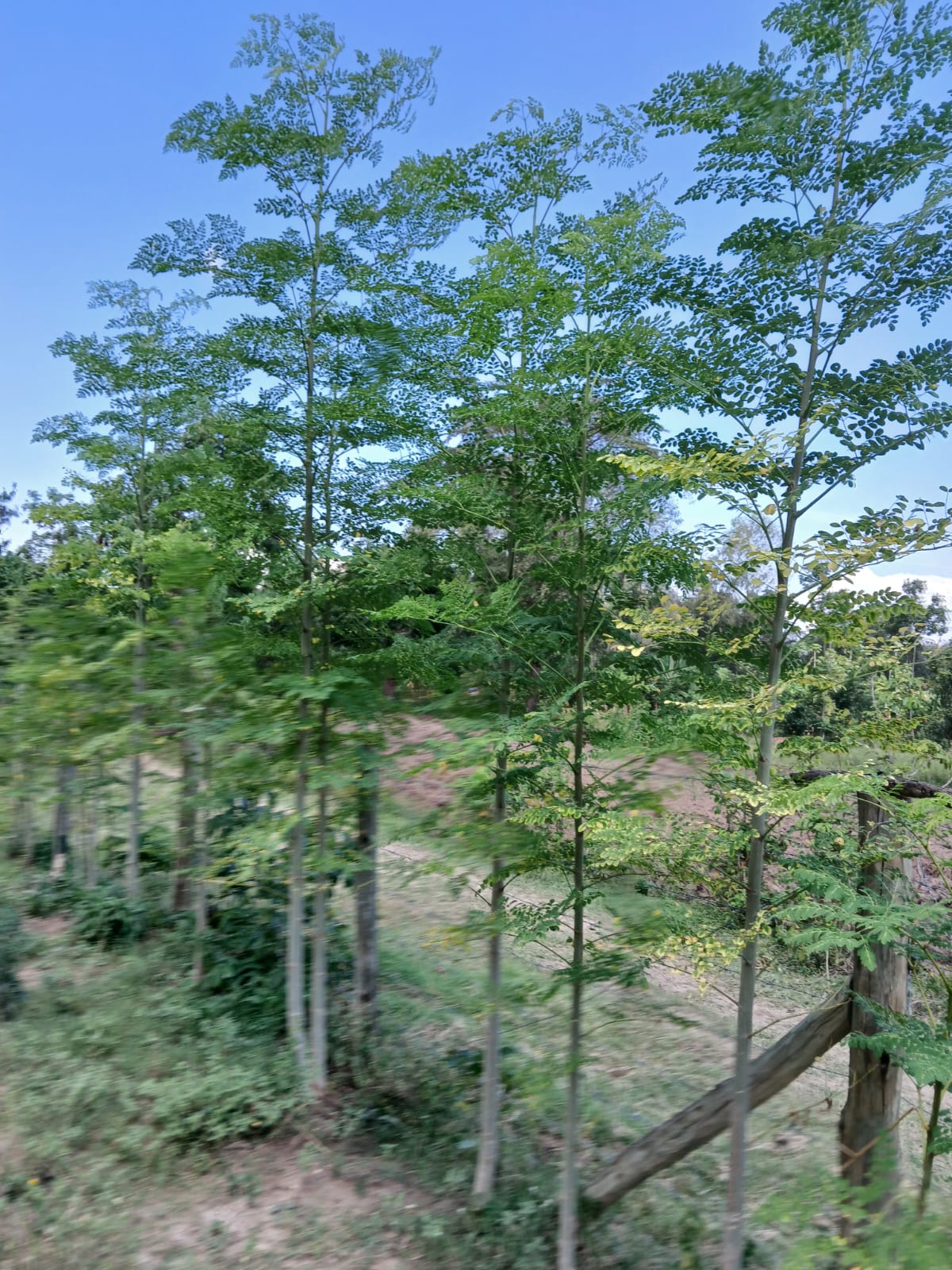 Moringa Farming
